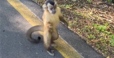 [VIDEO] ¡Auxilio! ¿Quieren deshacerse del mono de Parque Guasu?